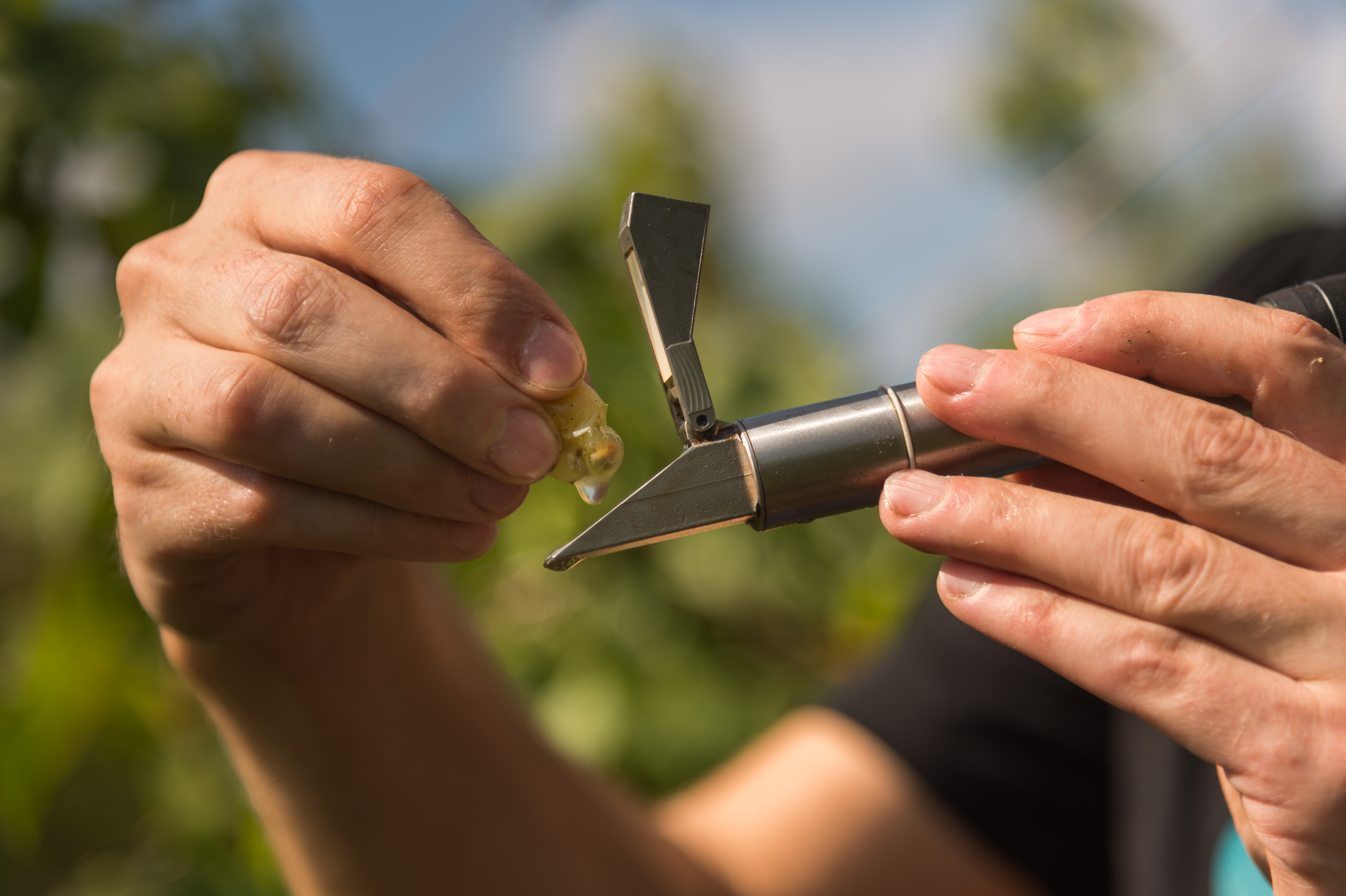 Guter Wein aus Stuttgart - Die Kleinsten mit großartigem Wein - Artikel Südwestpresse